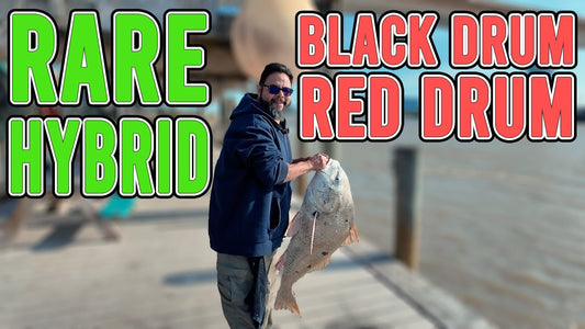 Hybrid Bull Red Black Drum