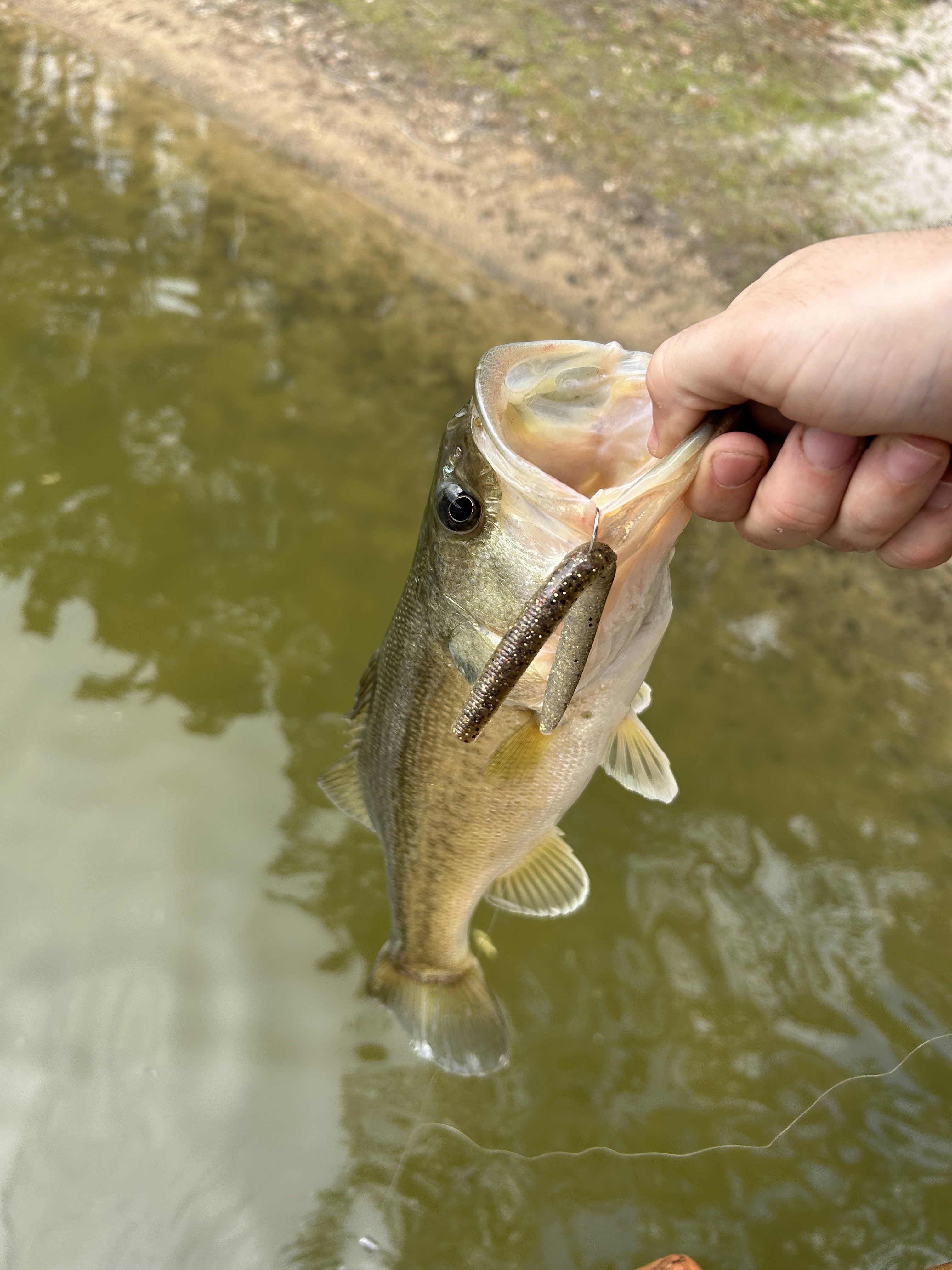 Montgomery - lake raven